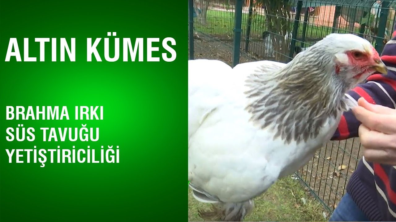 Altın Kümes - Brahma Irkı Süs Tavuğu Yetiştiriciliği