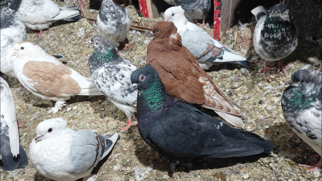🐥#pigeons #live 27×7 ⏱️  #petslover #kabootar #livestreaming