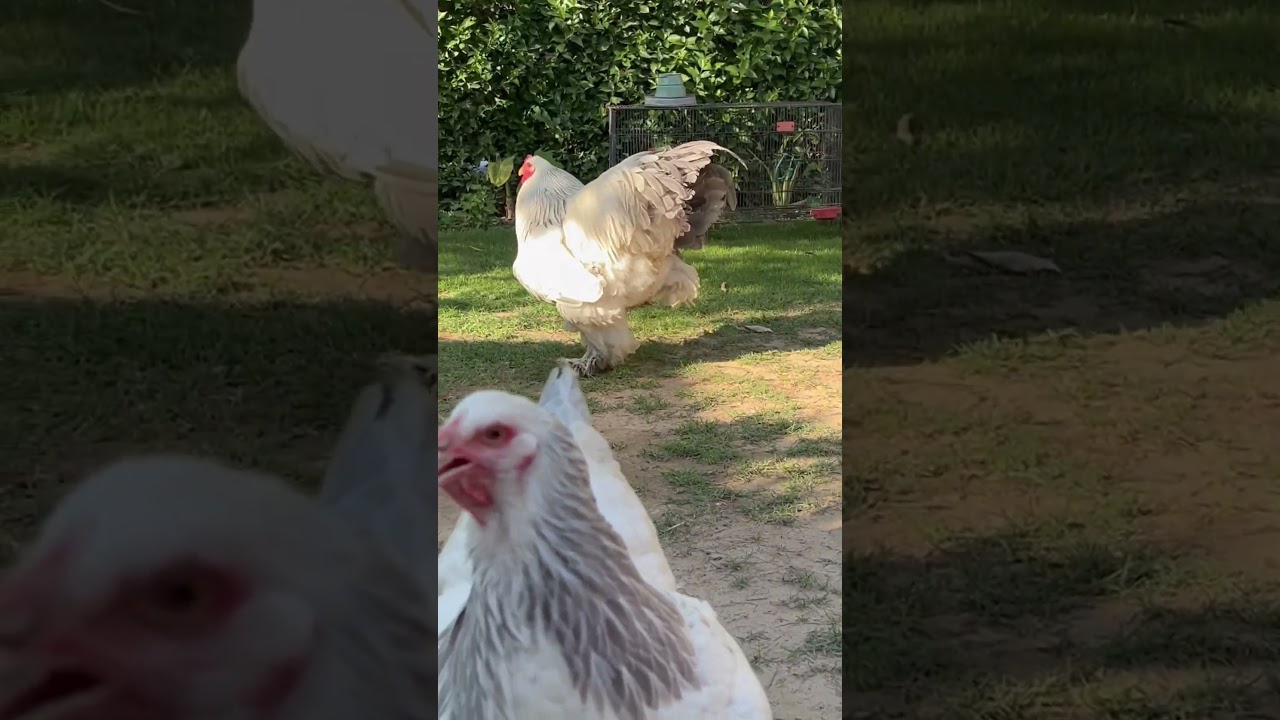 Brahma Chicken - HMM FARMS