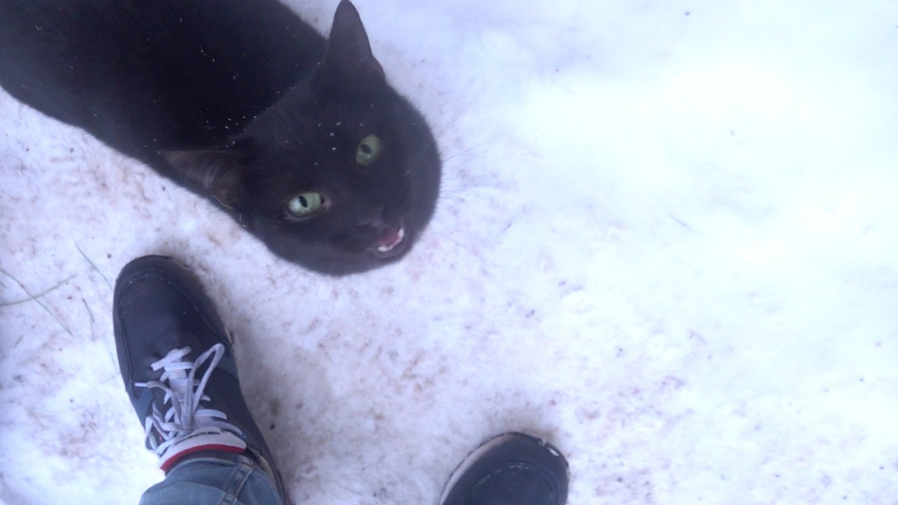 Black kitty and her brother under snowfall