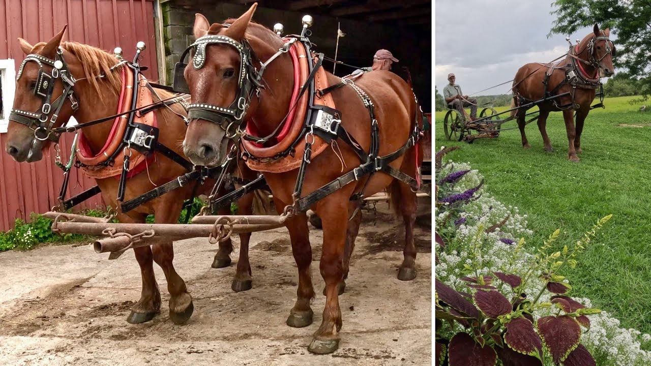 GOTTA LOVE THOSE SUFOLK PUNCH DRAFT HORSES #677
