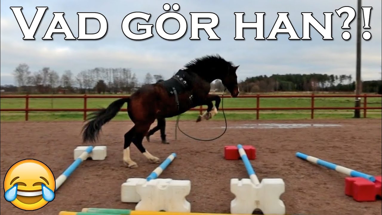 Focus pratar med en djurkommunikatör - stallvlogg