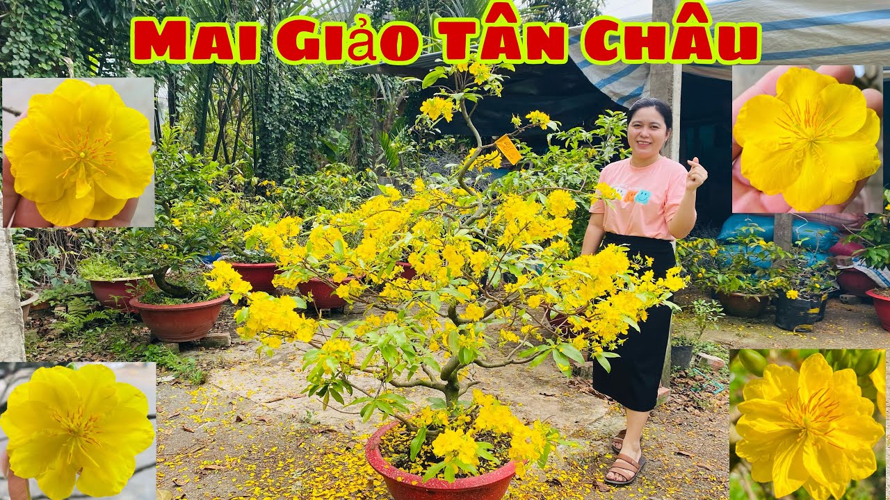24/2.. ☎️ 0972279458 | Mai Giảo Tân Châu Dáng Đẹp Cành Đều | Shop Mai Tân Châu Trúc Yên 