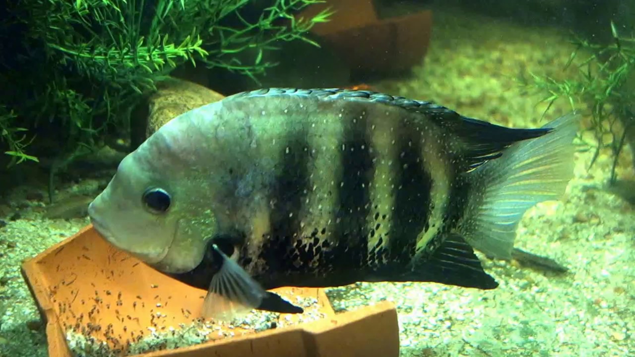 Green Chromide / Etroplus suratensis male with fry
