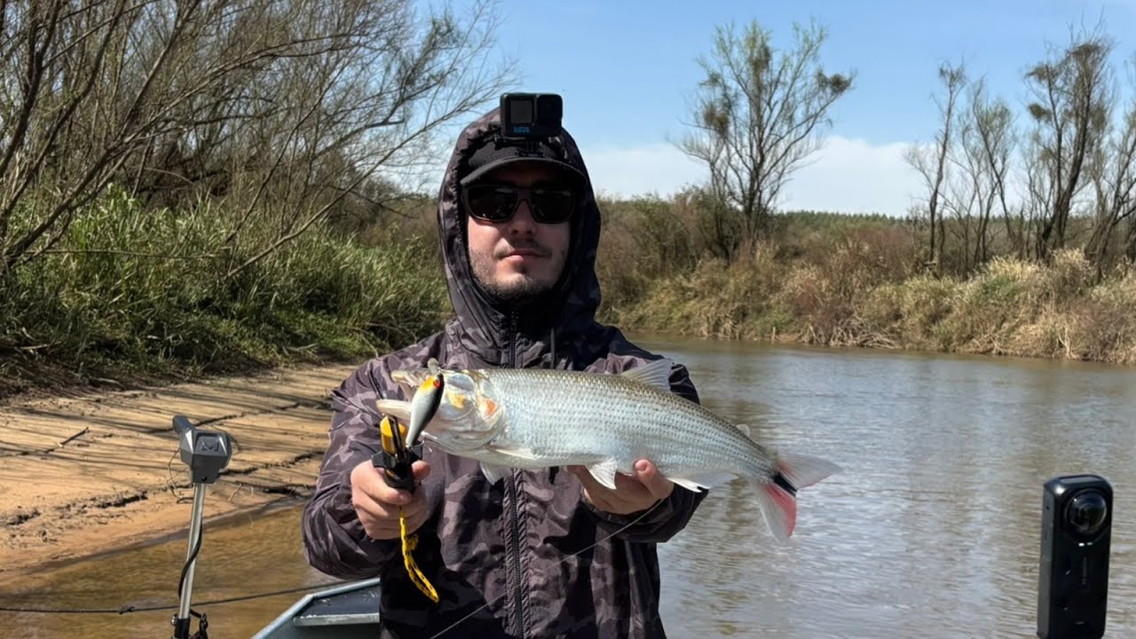 Rio baixo agua limpa muita Tabarana/Tubarana na ponta da linha! Rio Tibagi Pesqueiro Uvaia!