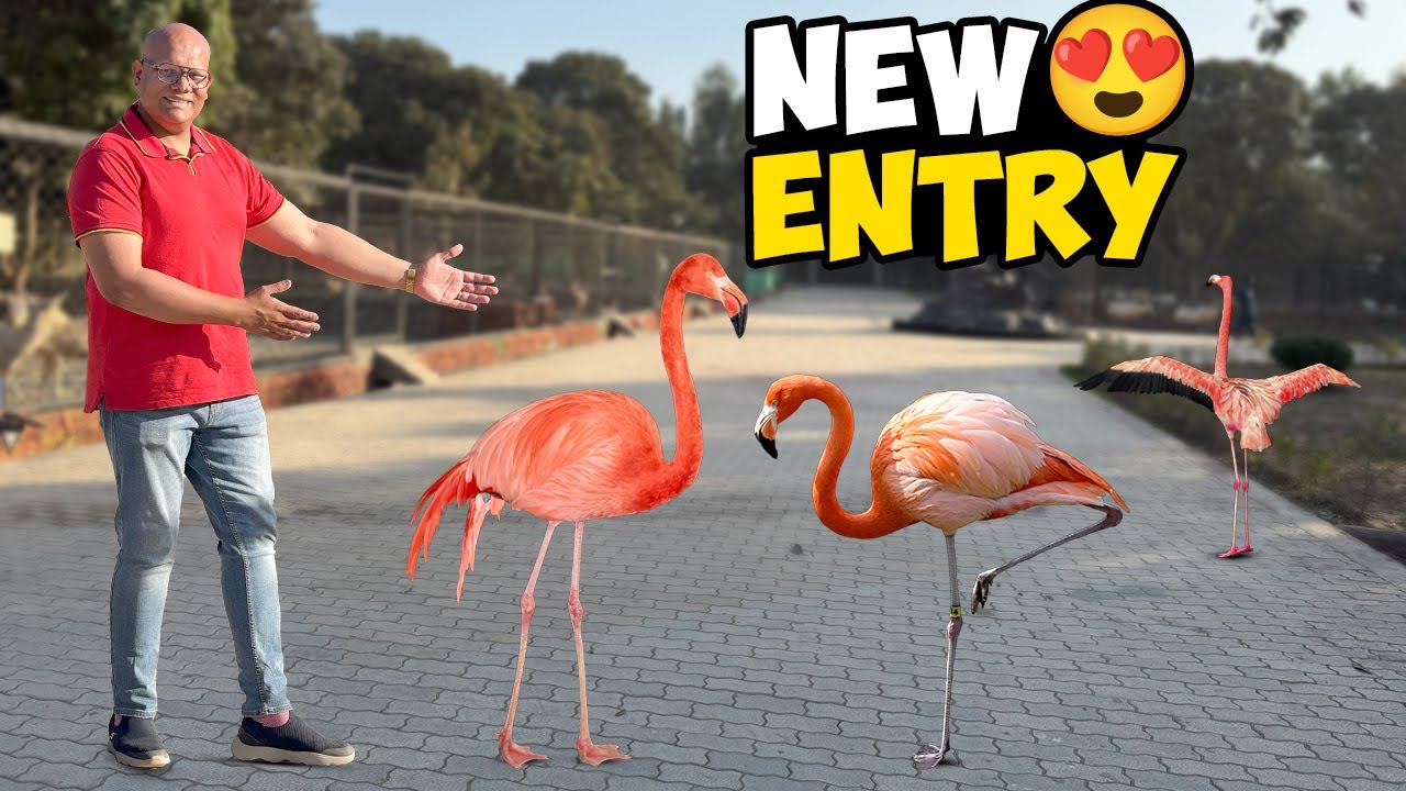 Yeh Kon Se New Birds Aa Gayi? 🦩✨ - Alhamdulillah! New Entry 🌟 | BT Farm Stories