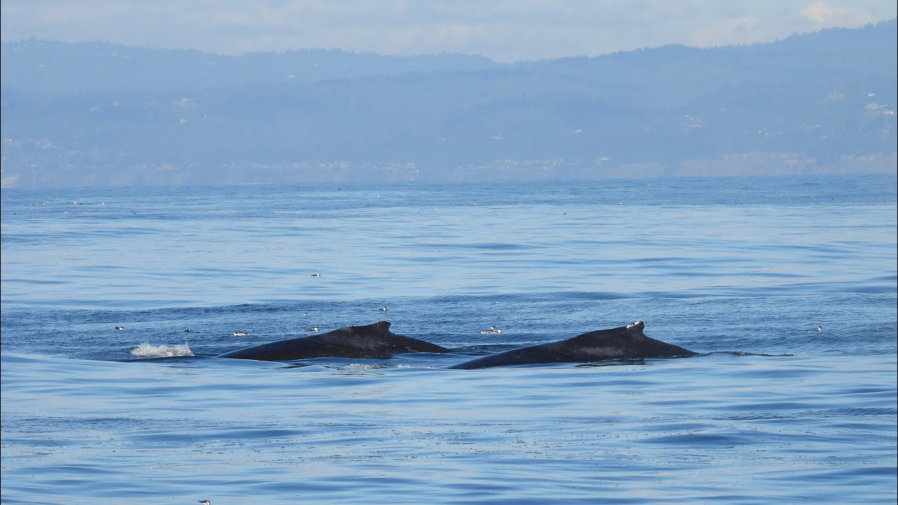 Humpbacks Galore! Whale Watching in Monterey