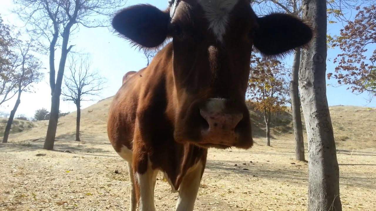 FUNNY COWS  AMAZING MODERN COW FARMING USA / Корова видео 2021 время съемки экшн камеры