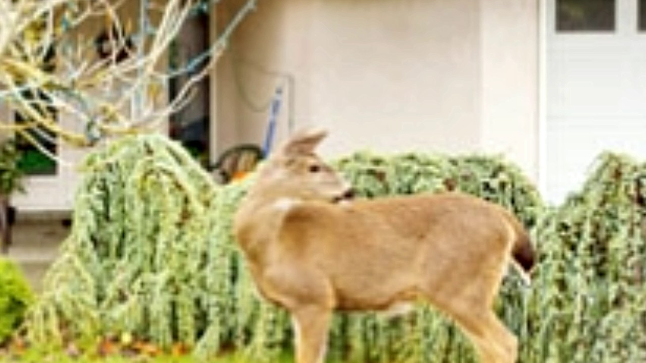 An Egg a Day Keeps the Deer Away Easy Homemade Deer Repellents