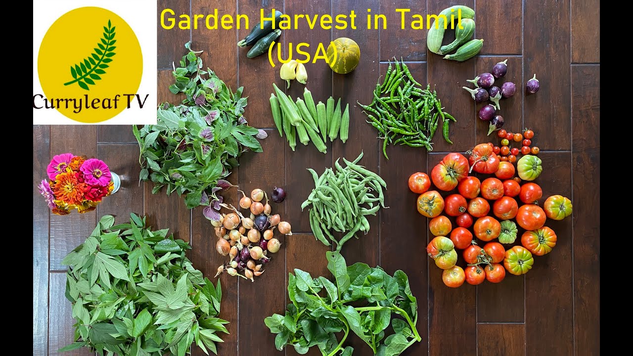 Garden Harvest in USA (Tamil) | அமெரிக்காவில் எனது தோட்ட அறுவடை