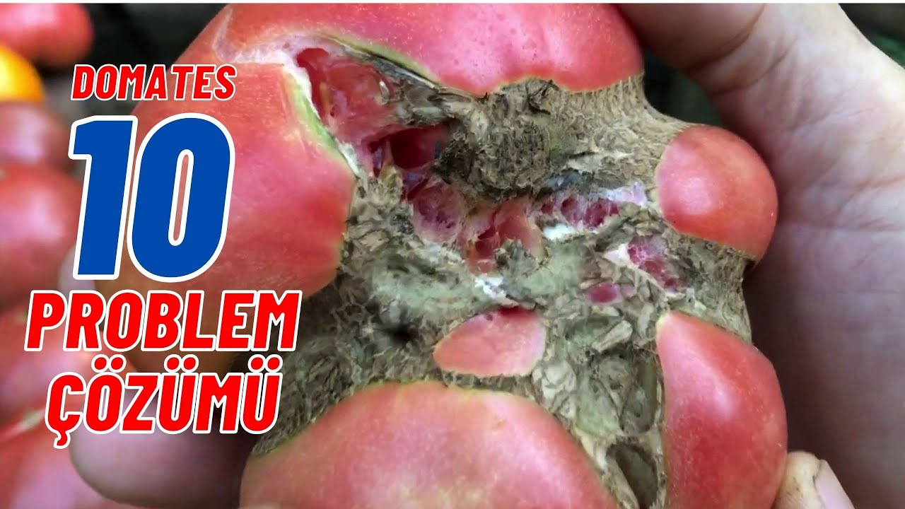 DOMATES 10 SORUN 1O ÇÖZÜM #domates #domatesyetiştiriciliği