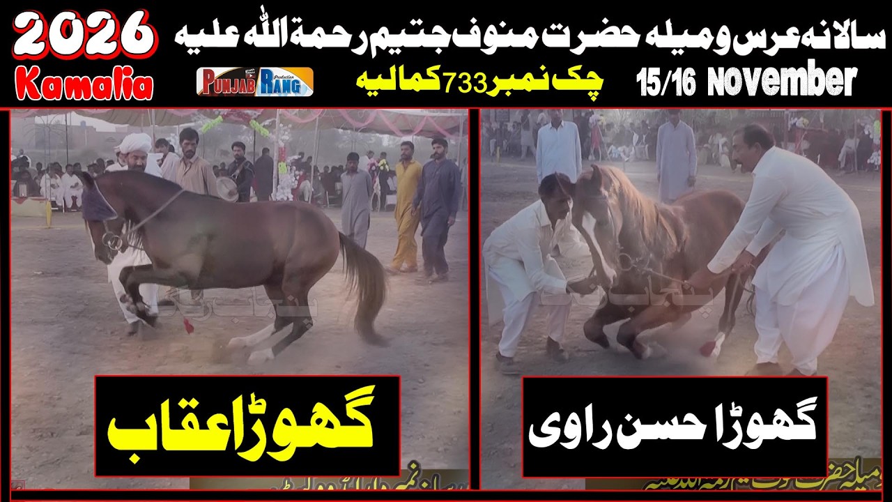 Hussan e Raviحسن راوی  l Uqab عقابl Horse Dance l 15 November 2025 l Manoof Jateem Kamalia l Haji Ra