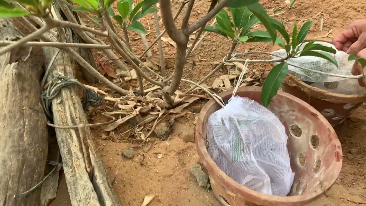 ĐẤT CÁT PHAN RANG TRỒNG ĐƯỢC NHỮNG LOẠI CÂY ĂN TRÁI KINH TẾ DỄ TRỒNG