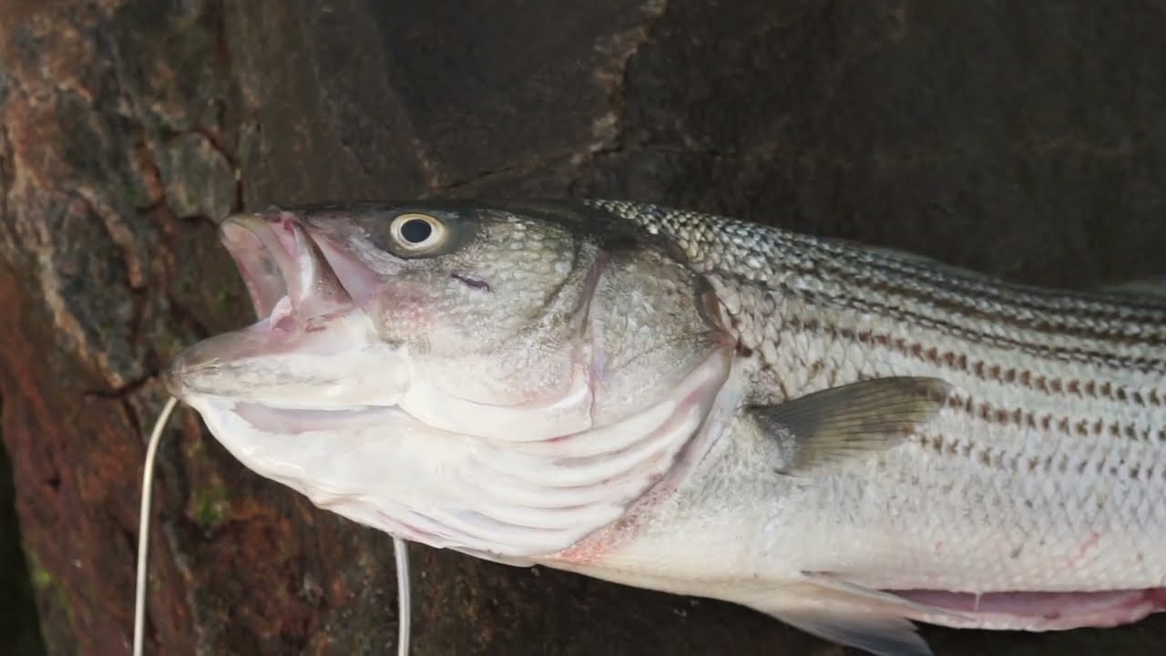 2025 06 30 New York Spearfishing: Tangled Striped Bass