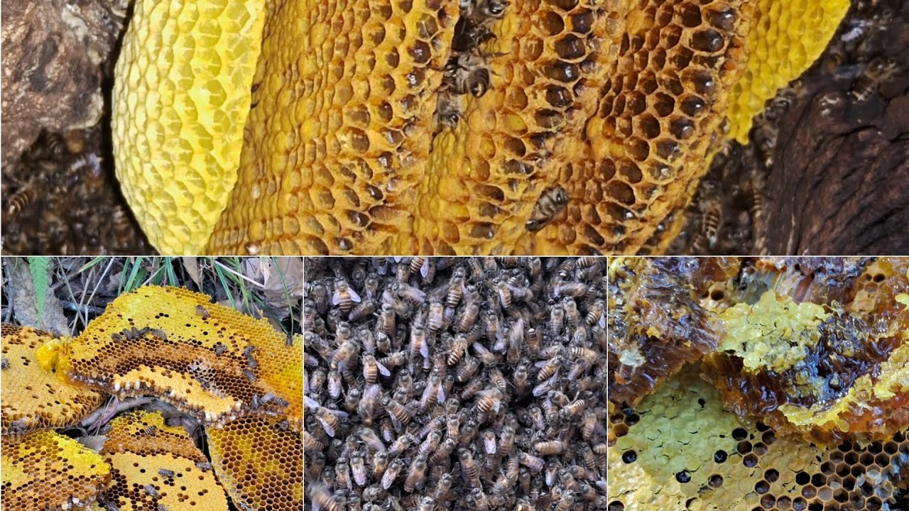 Solo Harvesting honey bee 🐝🍯🐝🐝 in jungle 