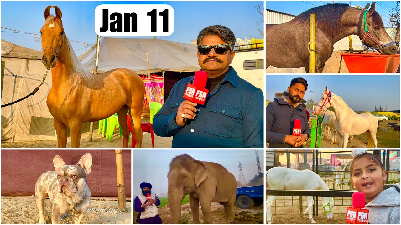 Muktsar Mela 2026 Jan 11 Vlog | Manu Sharma’s Palomino Filly, Elephant Ganga, Buckskin Horse