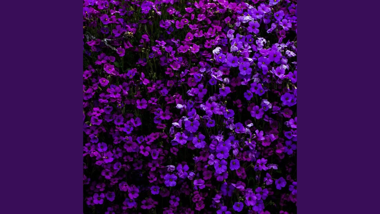 purple flowers