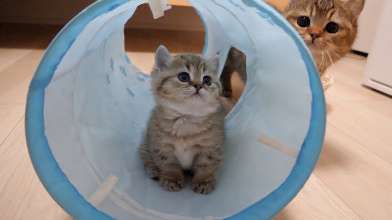 Cute kittens playing neatly divided into siblings.