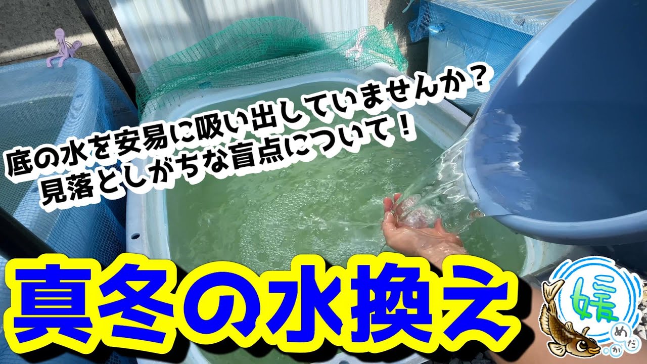 メダカの冬の水換え方法～冬に水換えする時の正しい理解と注意点など～【媛めだか/2月初旬の水換えの様子】