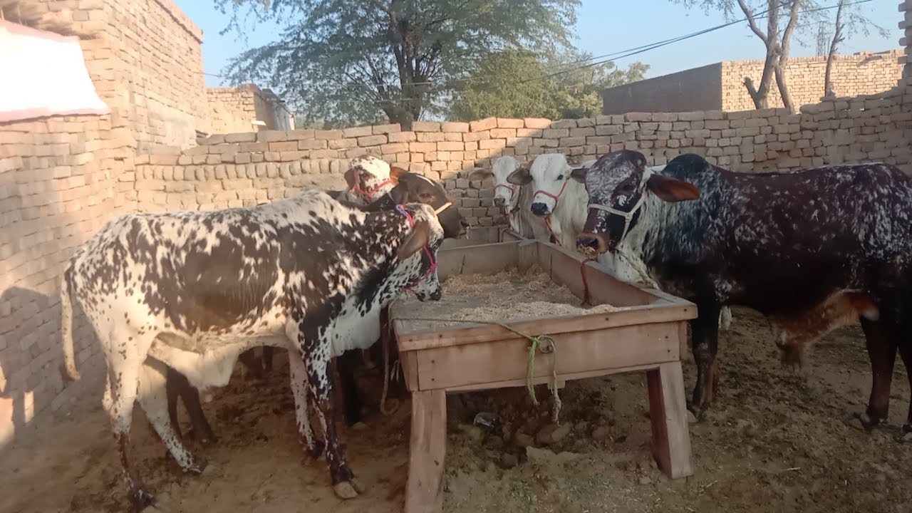 village block 8 bacchon ki lad 2026 kurbani ke janwar sell out hai bilkul kam