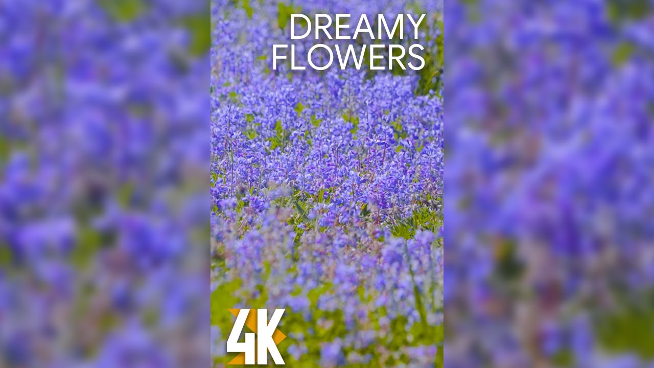 4K Beautiful Relaxing Vertical Video for Tablets & iPhones - 2HRS Dreamy Wild Flowers + Buzzing Bees