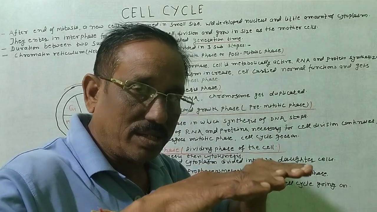 CELL CYCLE (CELL).