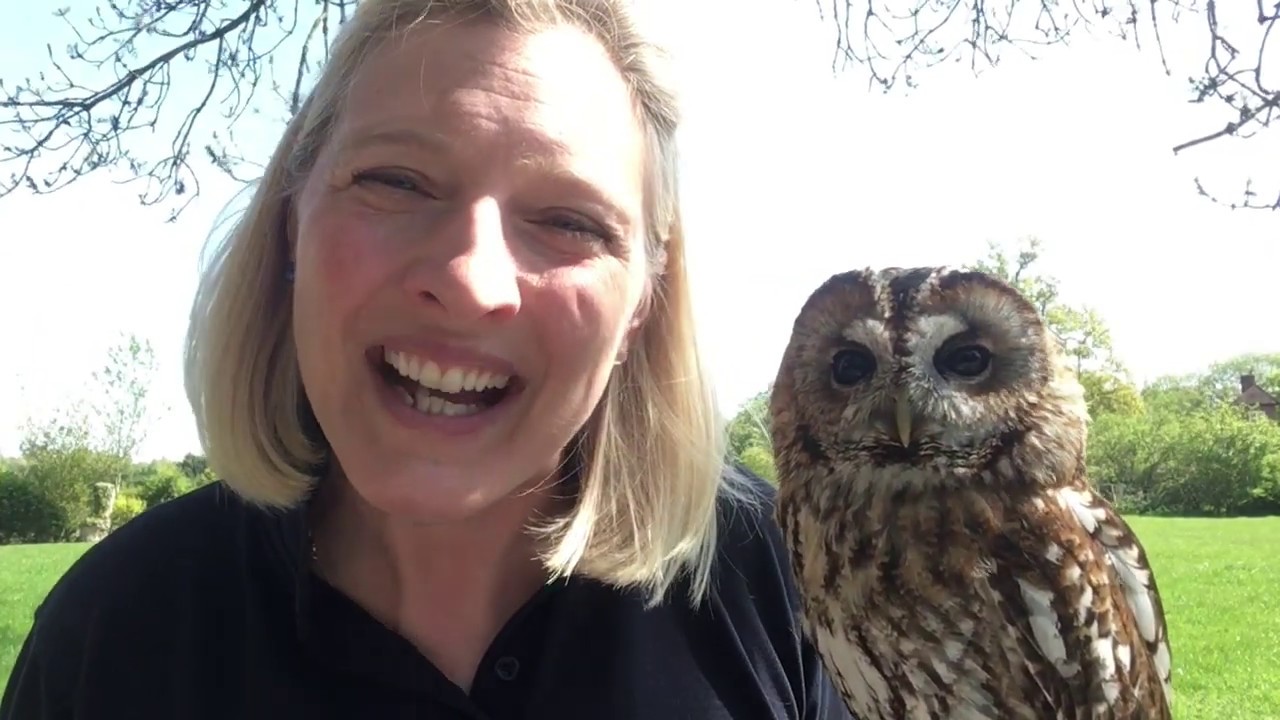 Tawny Owls at Feathers and Fur Falconry Centre