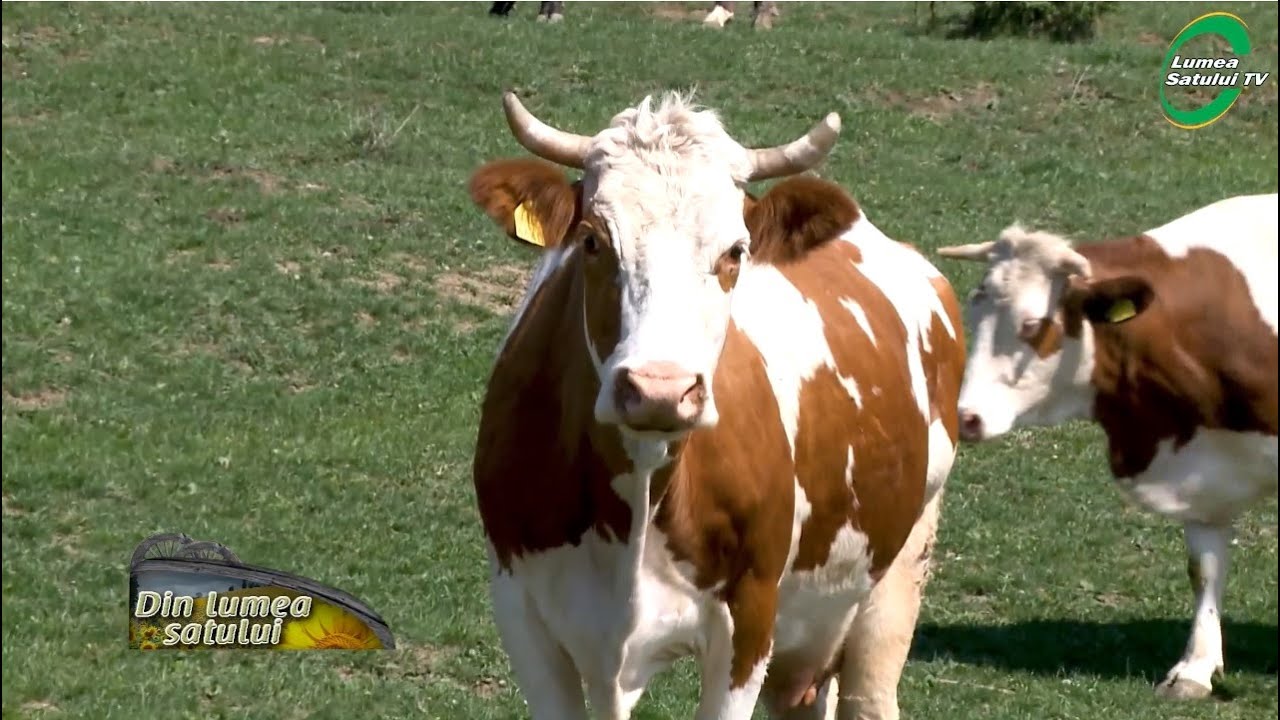 Avantajele crescătorilor de vaci Bălțată Românească