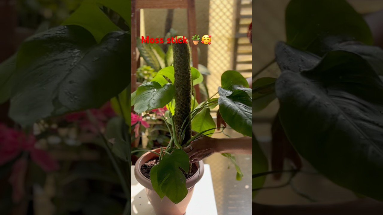 Monstera attaching to Moss Stick 🪴🥰