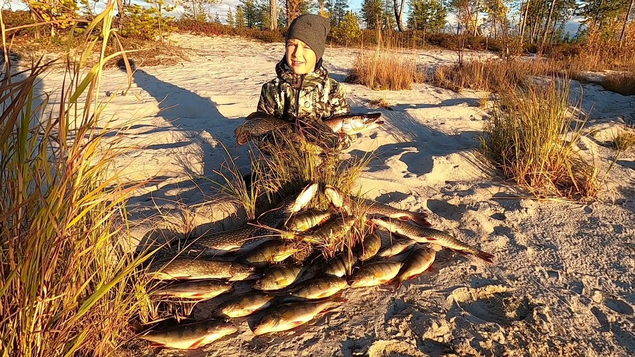 РЫБАЛКА КЛЁВЫМ ВЕЧЕРОМ НА МОРДАТЫХ ОКУНЕЙ, ЖИРНУЮ СОРОГУ И ГОЛОДНЫХ ЩУК В БАБЬЕ ЛЕТО НА ЯМАЛЕ!