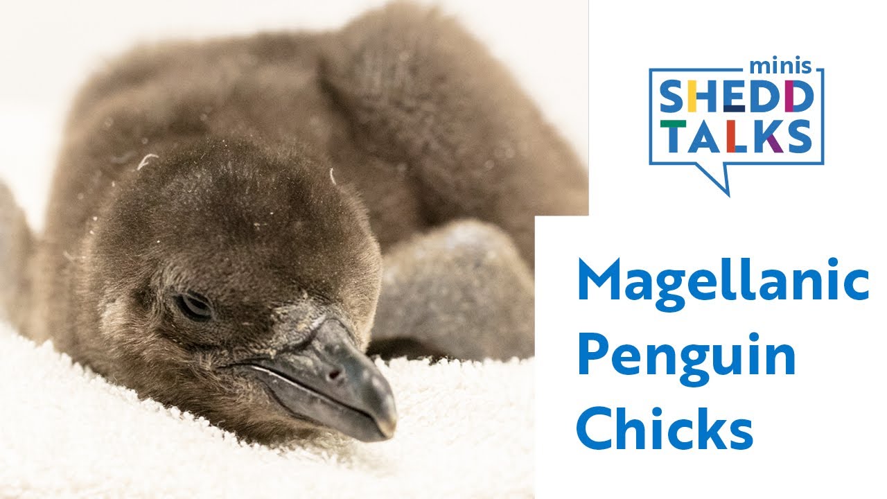 Shedd Behind the Scenes: Penguin Chicks