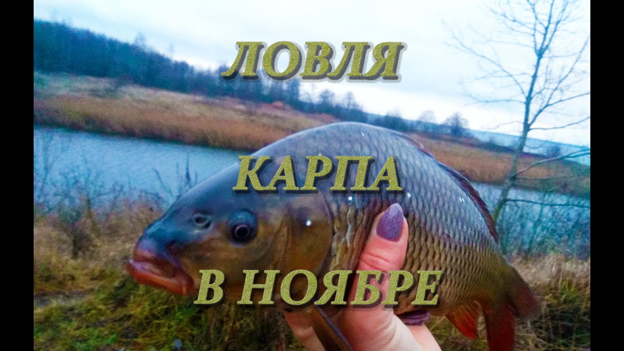 Ловля карпа в ноябре , Новолукомль ,тёплый канал .