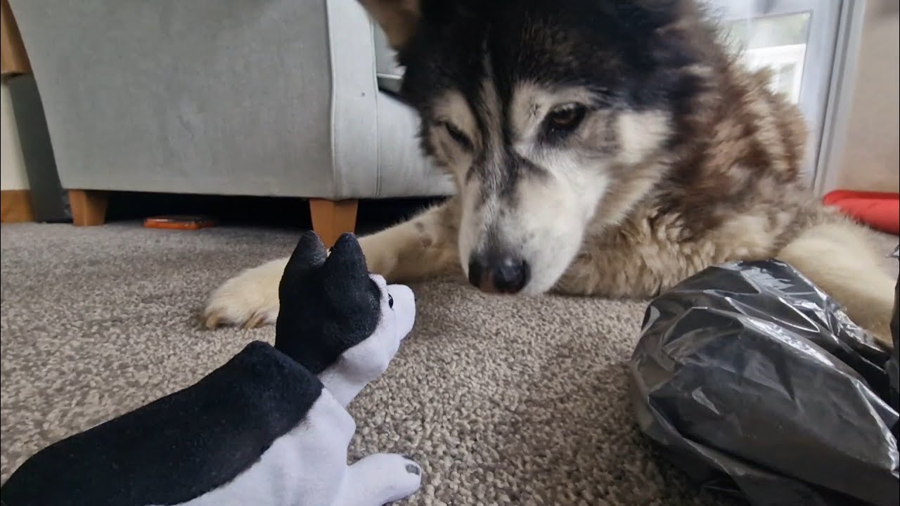 Husky Opens This In His Latest Unboxing 😂