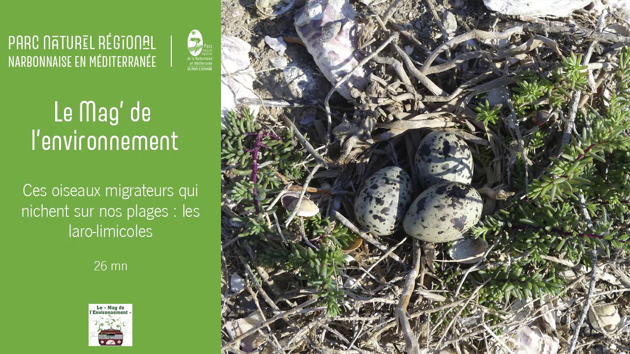Ces oiseaux migrateurs qui nichent sur nos plages : les laro-limicoles