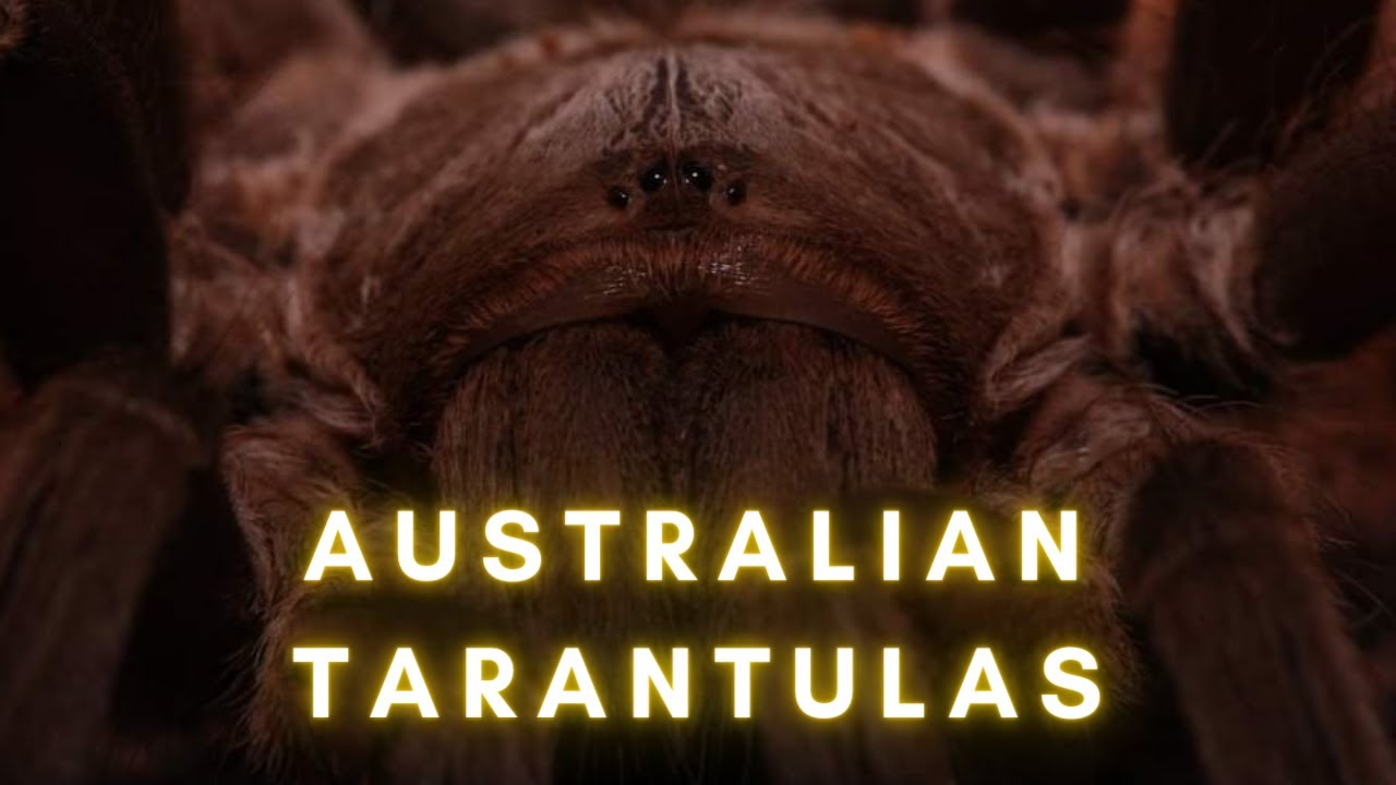 Australian Tarantulas
