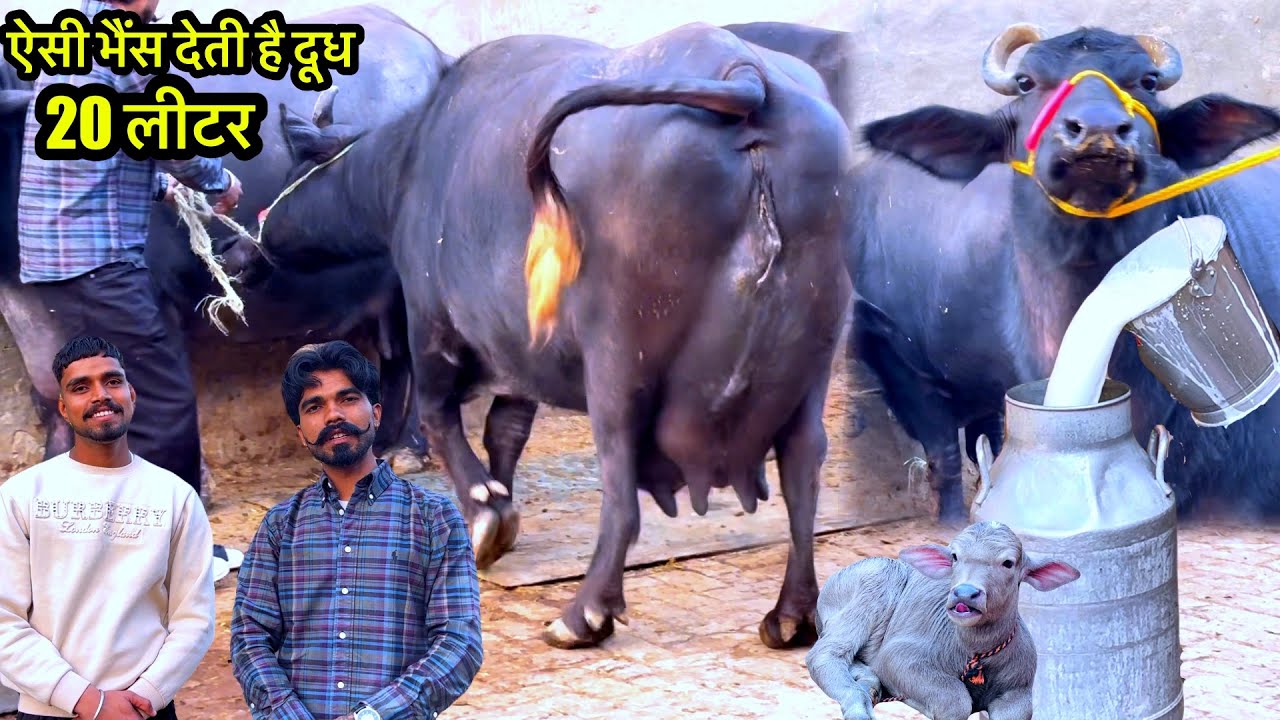 13 लीटर से 20 लीटर दूध निकाल कर ले जाएँ || Baverwal dairy farm 