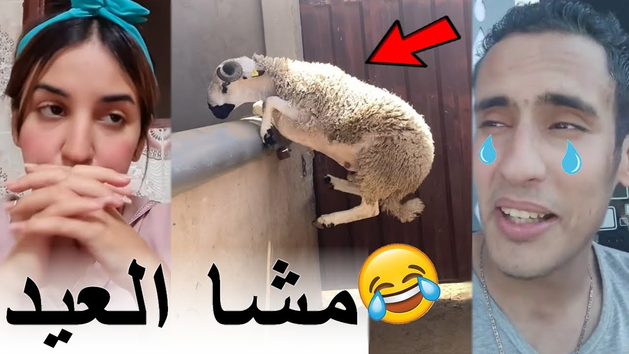 نزار فقد السيطرة ملي هرب ليه خروف العيد