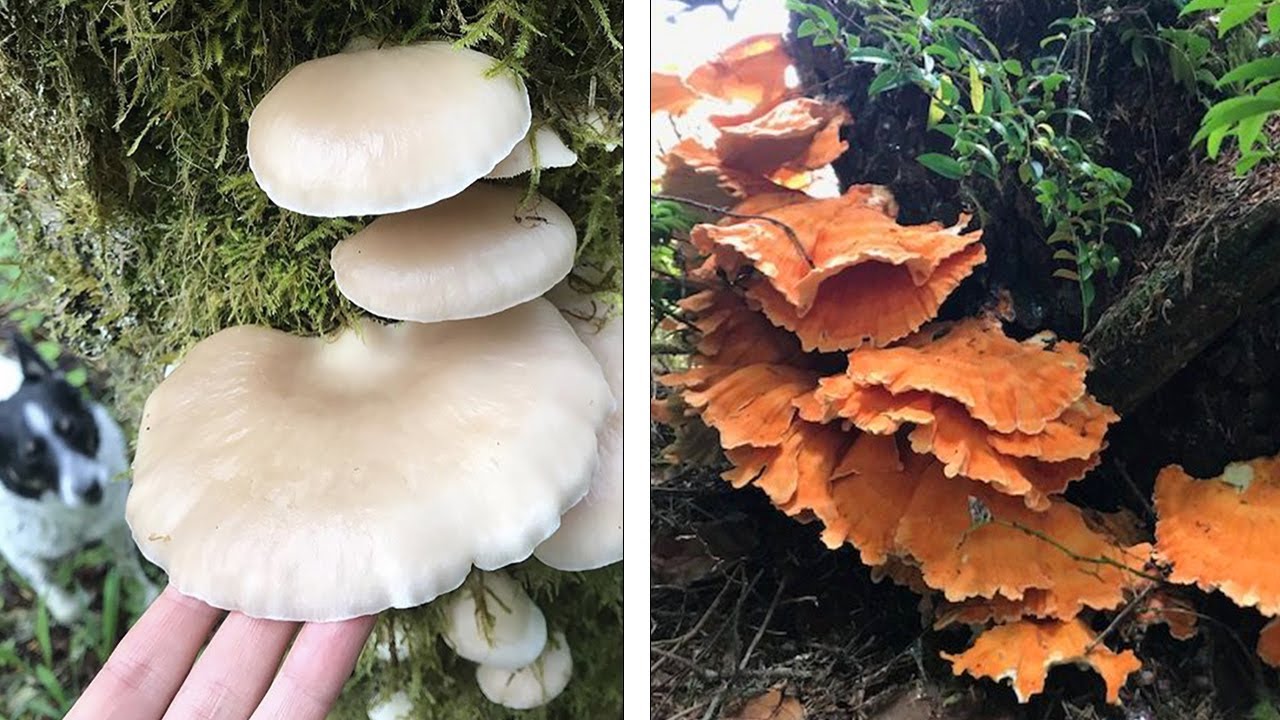 What edible mushrooms can you find in spring?