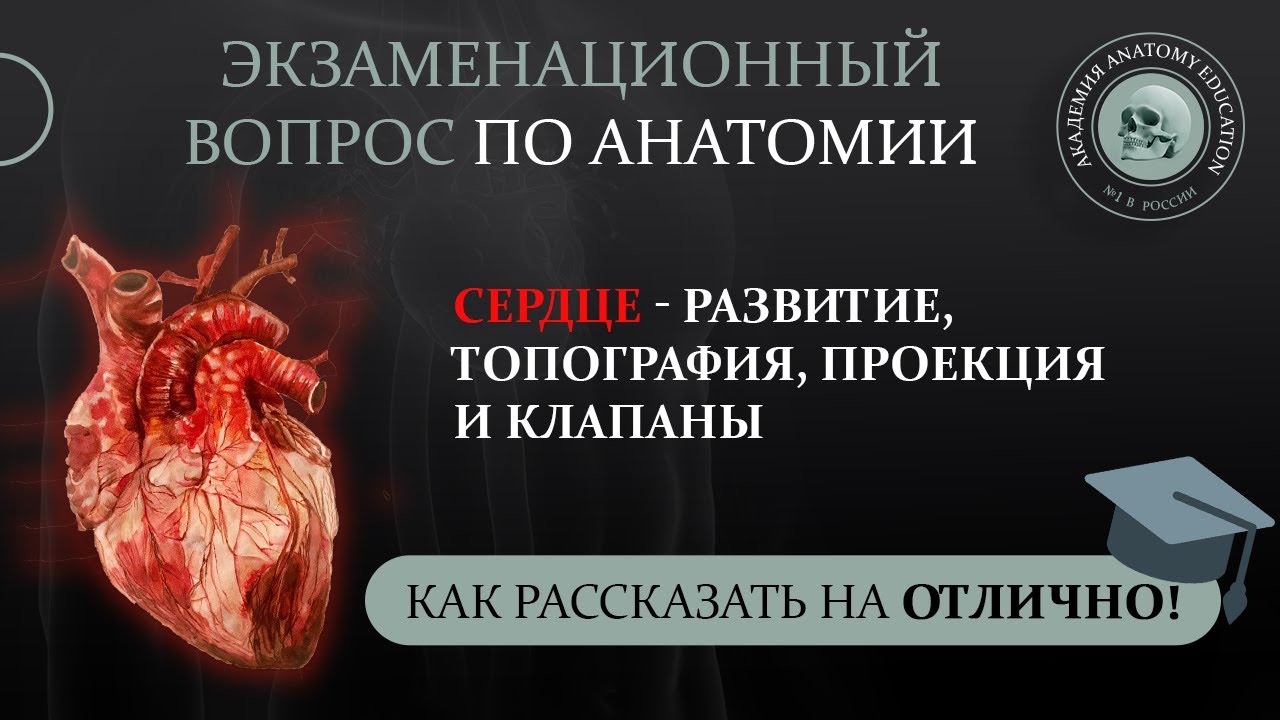 Сердце — развитие, топография, проекция границ и клапанов сердца на переднюю грудную стенку