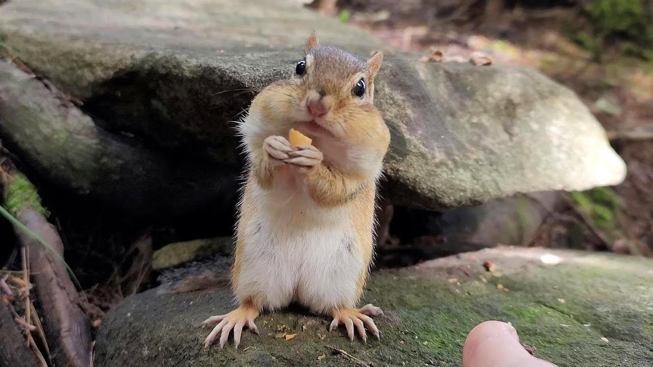 다시 만날 수 있을까.. 오늘도 기다립니다. I'm Still Waiting For My Chipmunk Friends