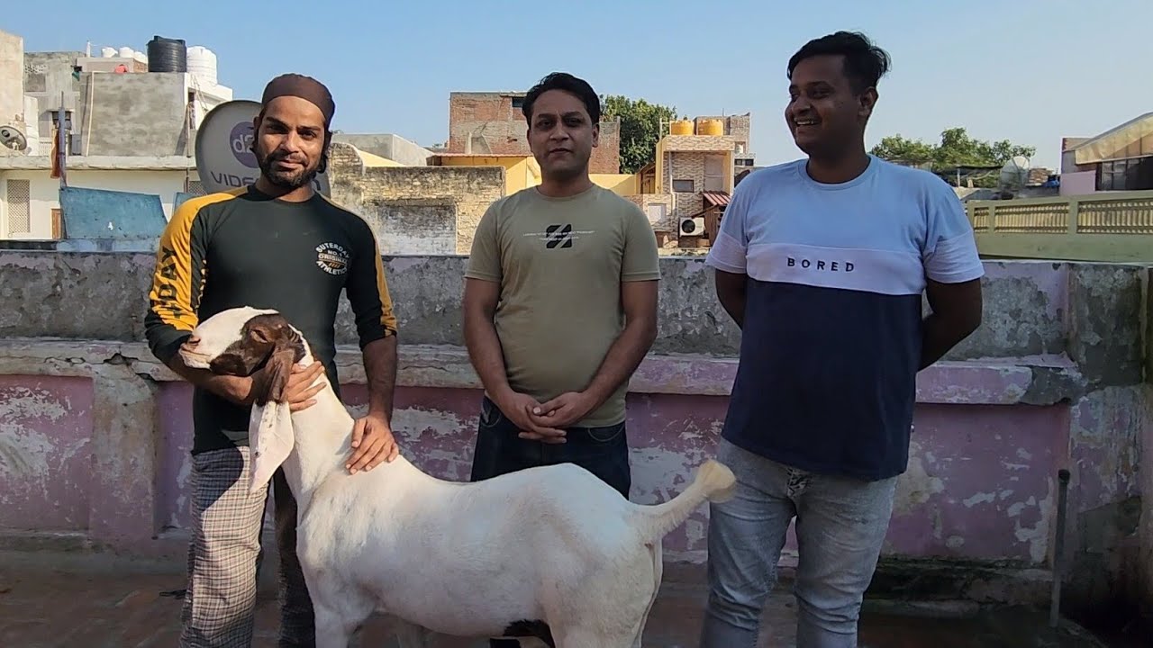 True Choice Goat Farm Delhi | Best Goats | Bakre Walo Ki Batein.