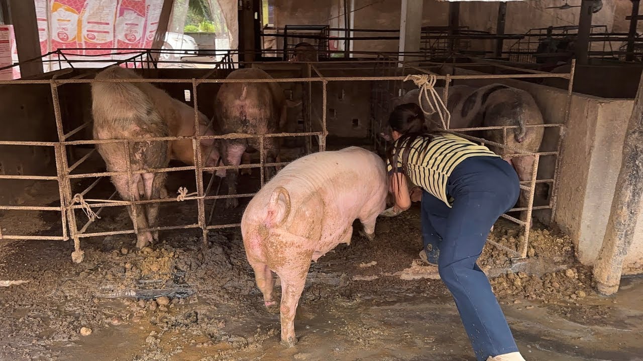 Moving the Sow to a Farrowing Pen | Preparing a Pregnant Sow Before Giving Birth