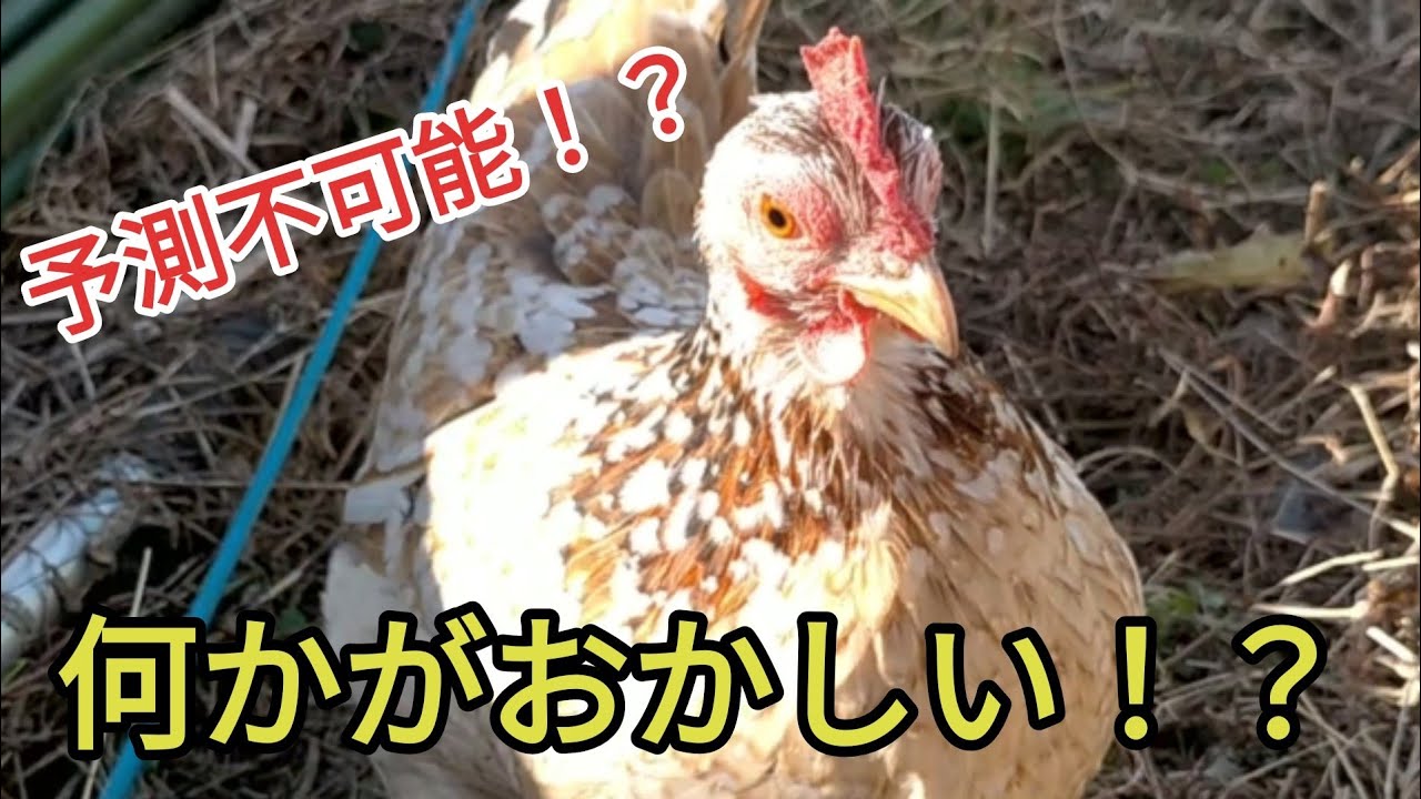 【予測不可能！？】様子がおかしい三色碁石チャボの意外な行動とは！？