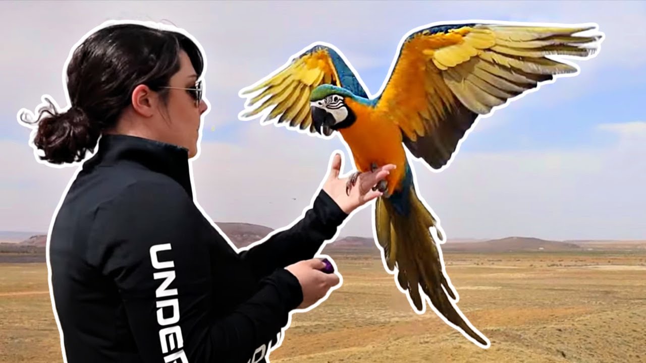 Flight Training a Baby Blue and Gold Macaw