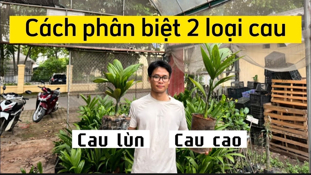 Hướng dẫn phân biệt cau lùn với cau cao tránh mua nhầm giống || Cây Giống Việt