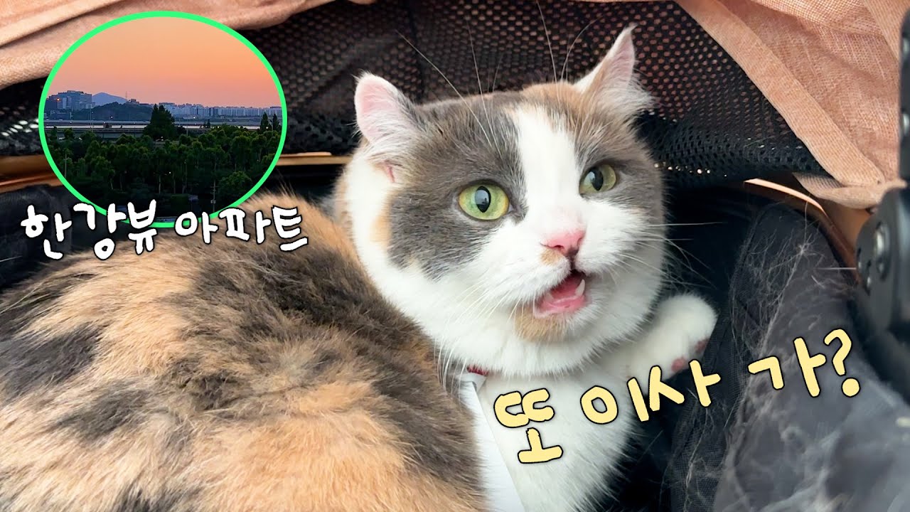 쫀떡이와 함께하는 세 번째 이사 (2년 만에 이사하는 이유)