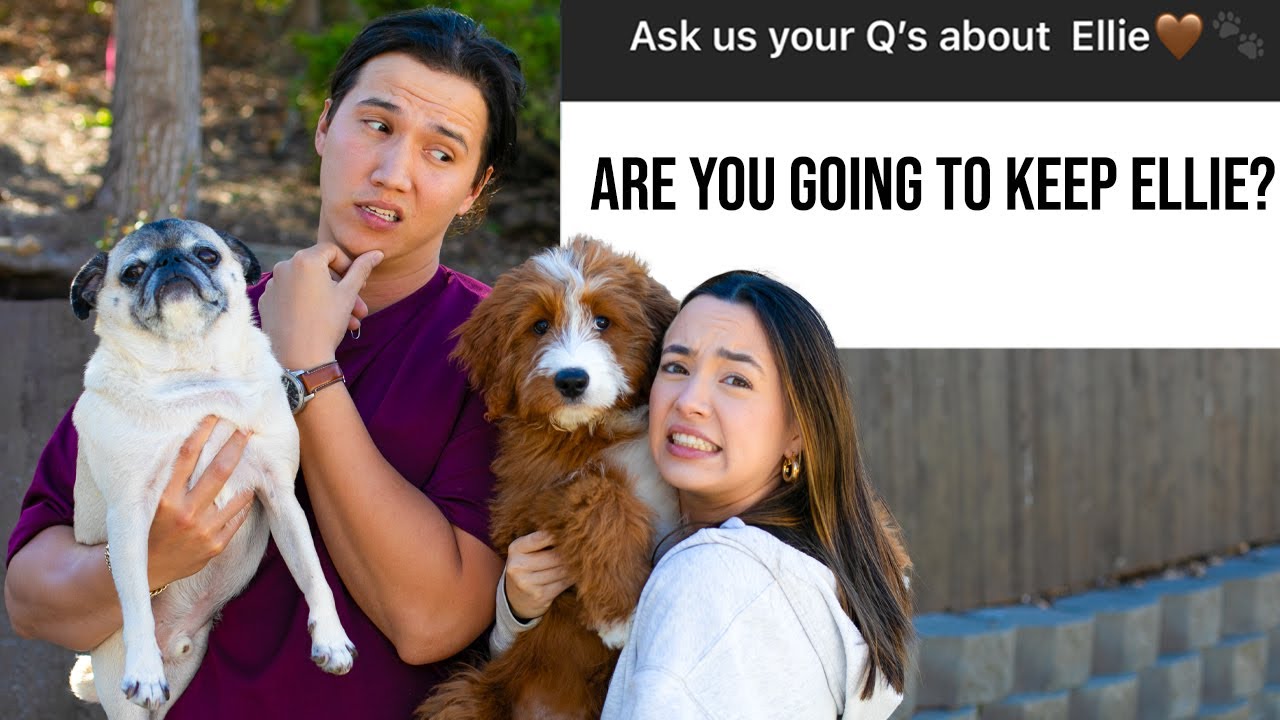 WE GOT A NEW PUPPY! Q&A