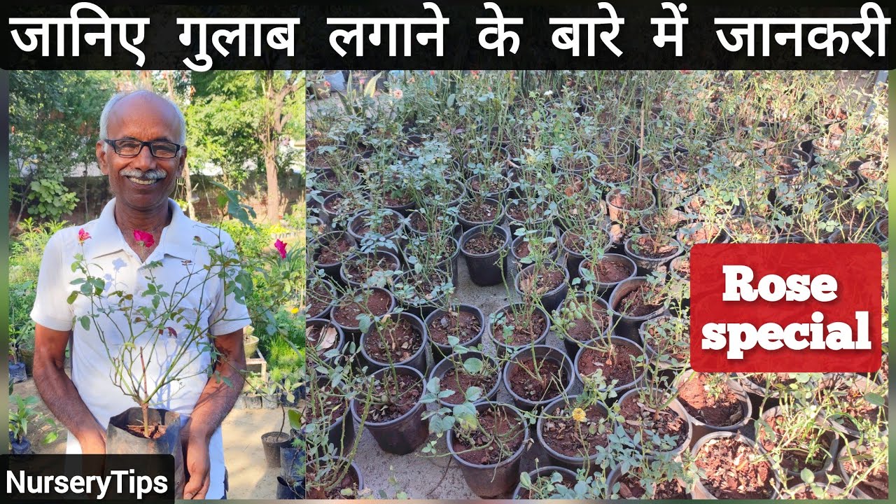 जानिए गुलाब लगाने के सही समय और लगाने के तरीके के बारे में जानकारी | Rose special | NurseryTips |