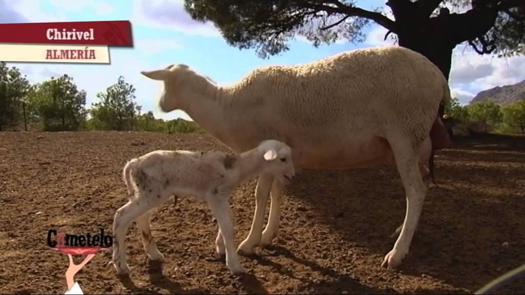 El cordero segureño ecológico. Chirivel, Almería