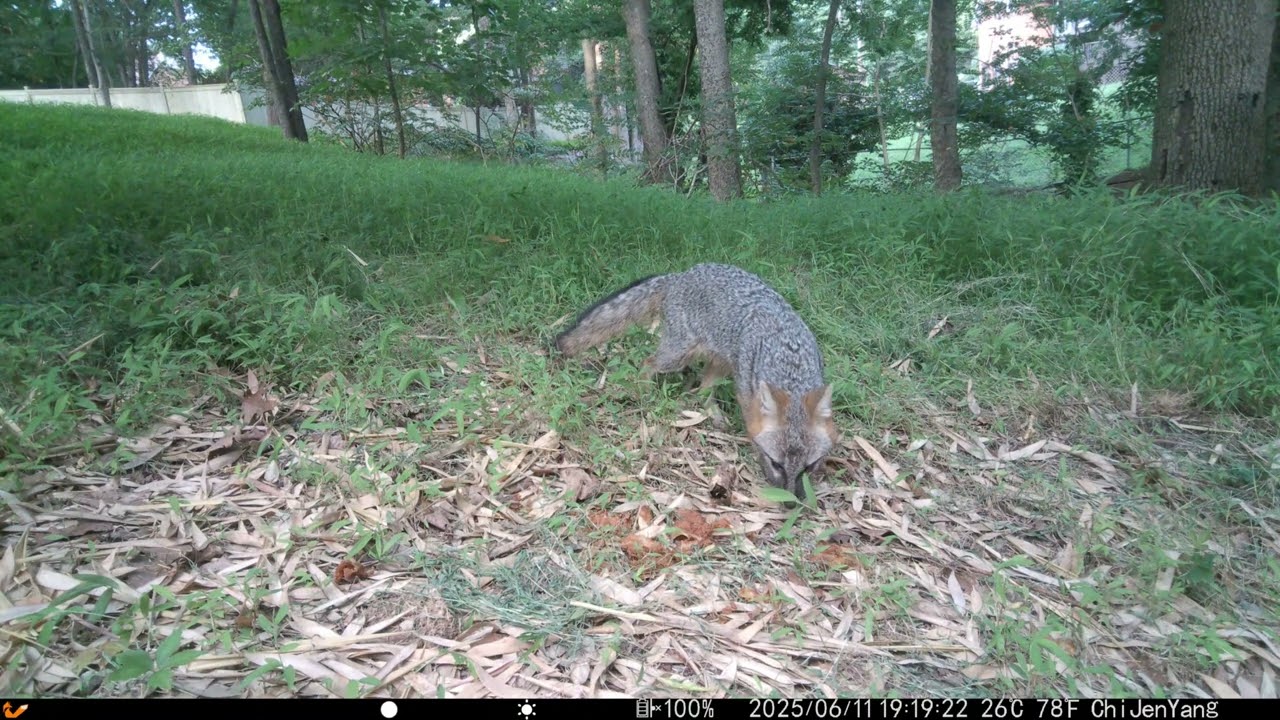 Fox 0611 2025